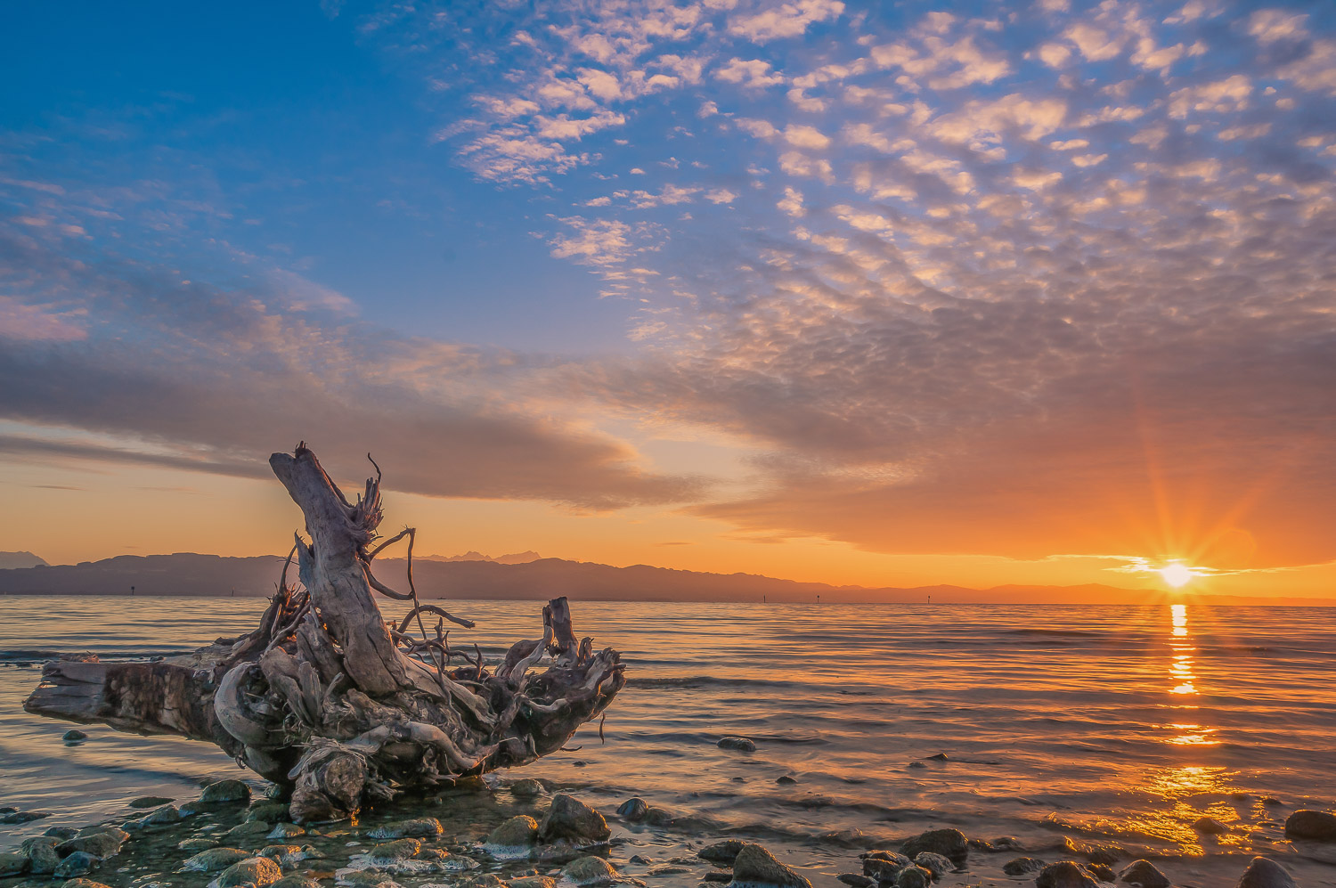 Bodensee 3-er mittel