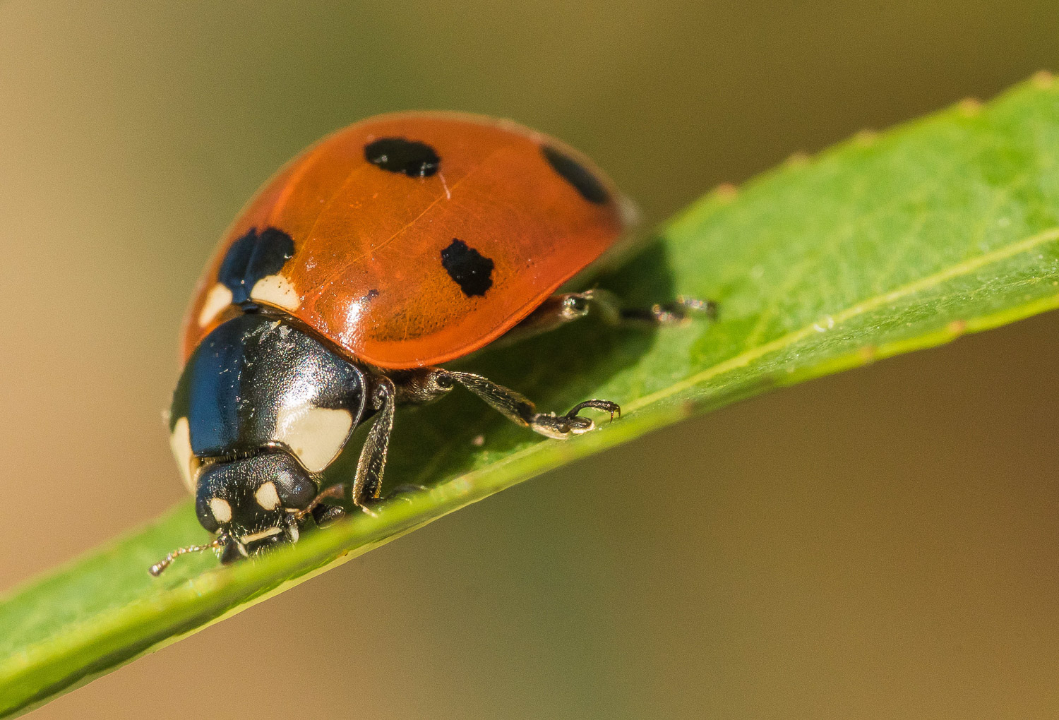 natur unten klein